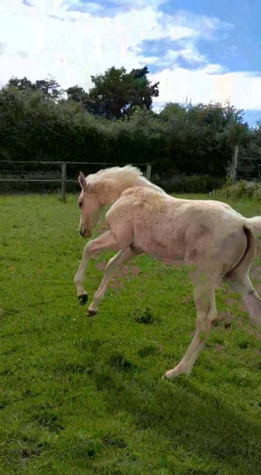 2026 - Quena Vador par Ecclestone Z - Nièce de Pommeau du Heup et Qadillac du Heup CSI5*