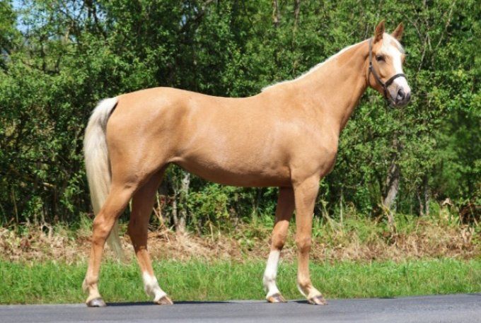 2023 - Fille de Diamante x Numero Uno - Souche de By Cera d'Ick / Fein Cera 