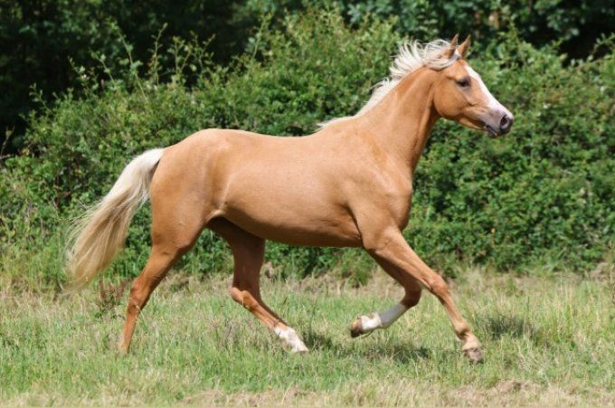 2023 - Fille de Diamante x Numero Uno - Souche de By Cera d'Ick / Fein Cera 