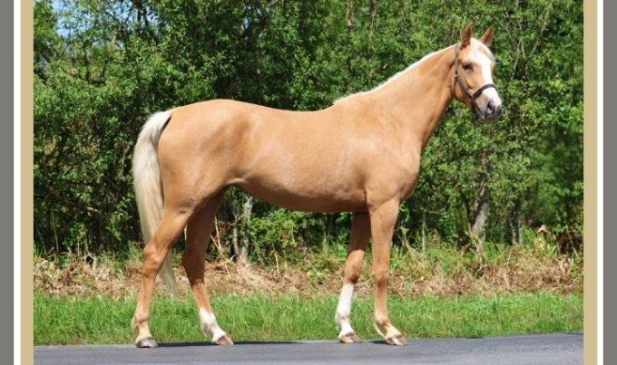 2023 - Fille de Diamante x Numero Uno - Souche de By Cera d'Ick / Fein Cera 