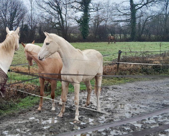 2023 - Nelka Vador par Ermitage Kalone