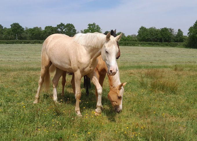 2023 - Nelka Vador par Ermitage Kalone 