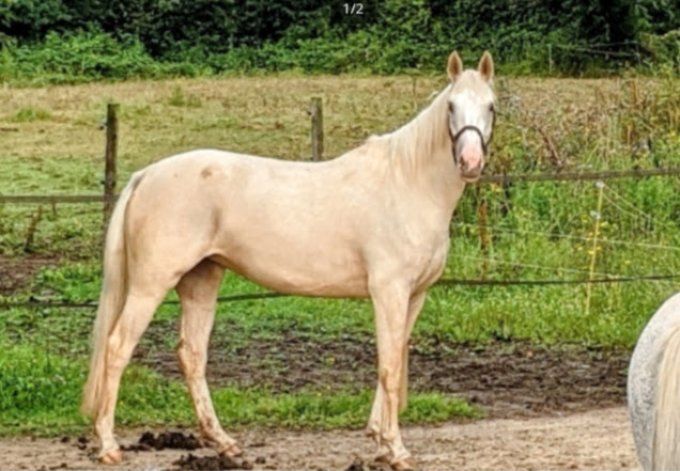 2017 - Hennessy Yo Sunheup par Gameboy Sunheup