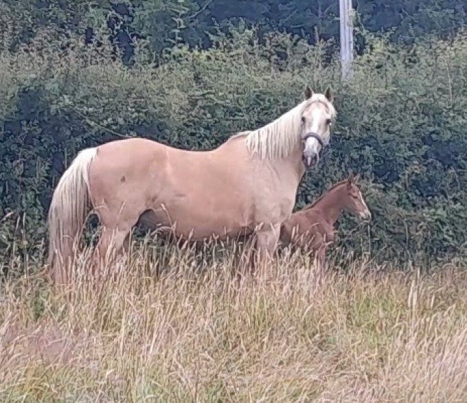 2008 - Carigote Des meneaux par Caritano Z 
