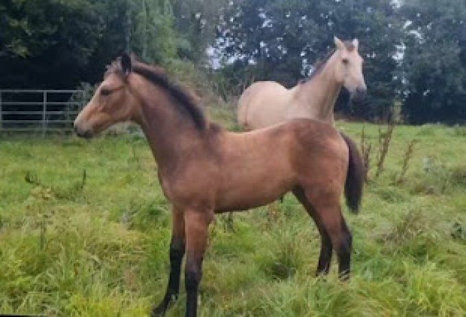 2025 - Ard Cinnamon par Pégase van't Ruytershof 