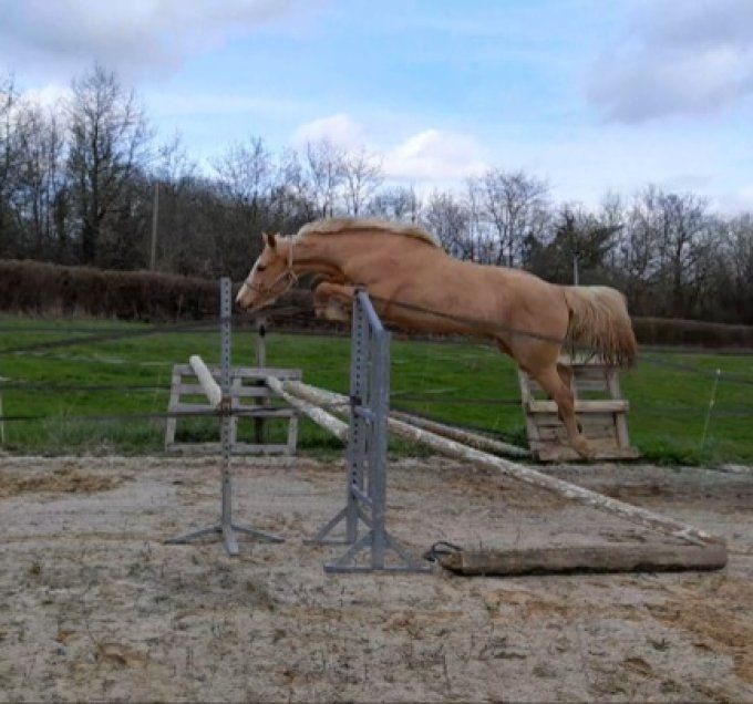2023 - Fille de Diamante x Numero Uno *A VENDRE