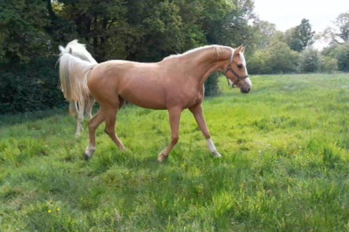 2023 - Fille de Diamante x Numero Uno *A VENDRE